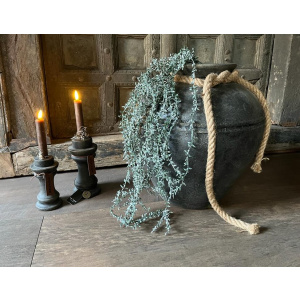 Senecioranke Geeist 1/Poly