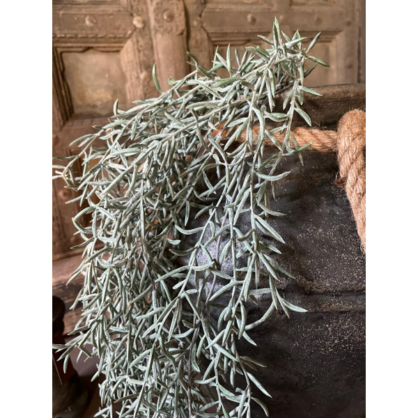 Brynxz Juniperus Grey 100cm