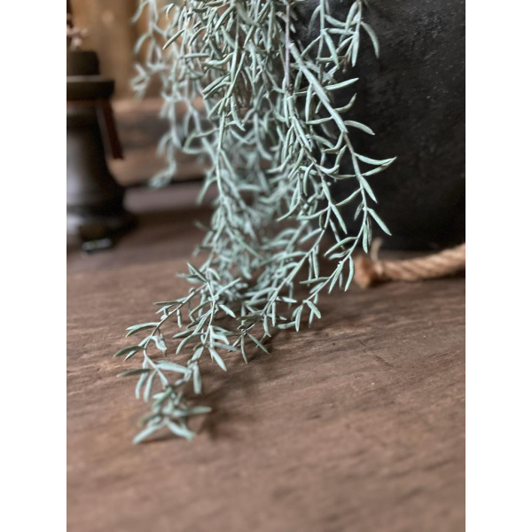 Brynxz Juniperus Grey 100cm