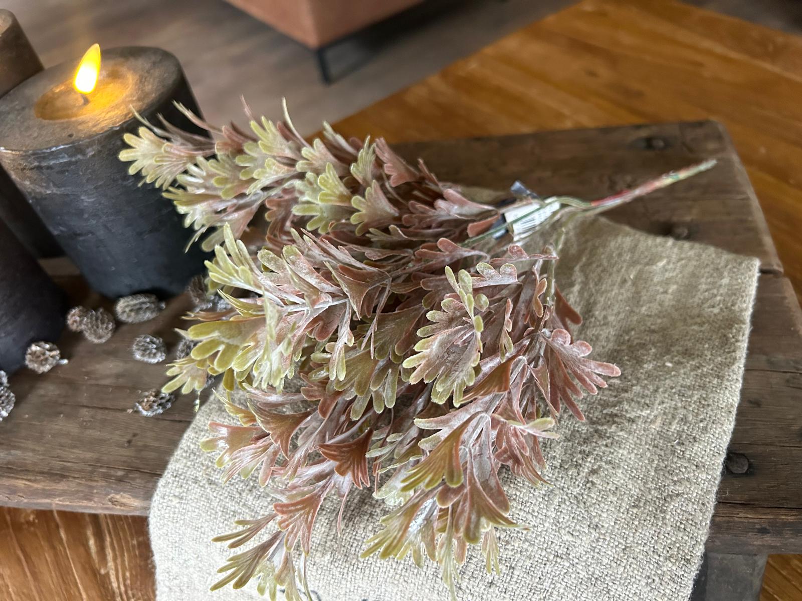 Brynxz Senecio Bush Bronze | Erve Smit | N°1 Kwaliteit