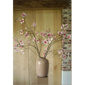 Sylxz Cornus Excellent Grande Pink 110 cm
