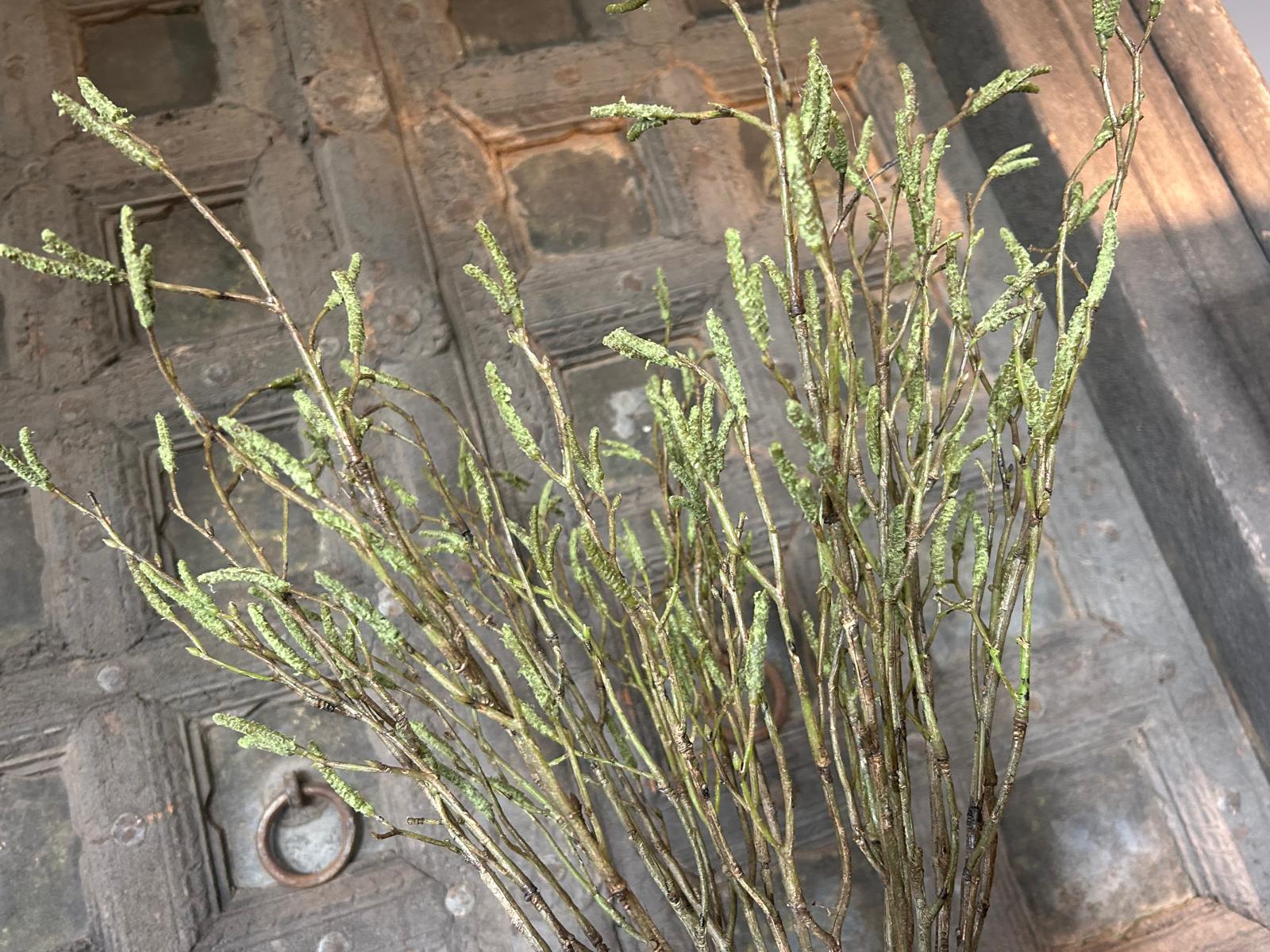 Sylxz Betula Fructus 100 cm | Erve Smit Landelijke decoratie Sylxz Betula Fructus 100 cm