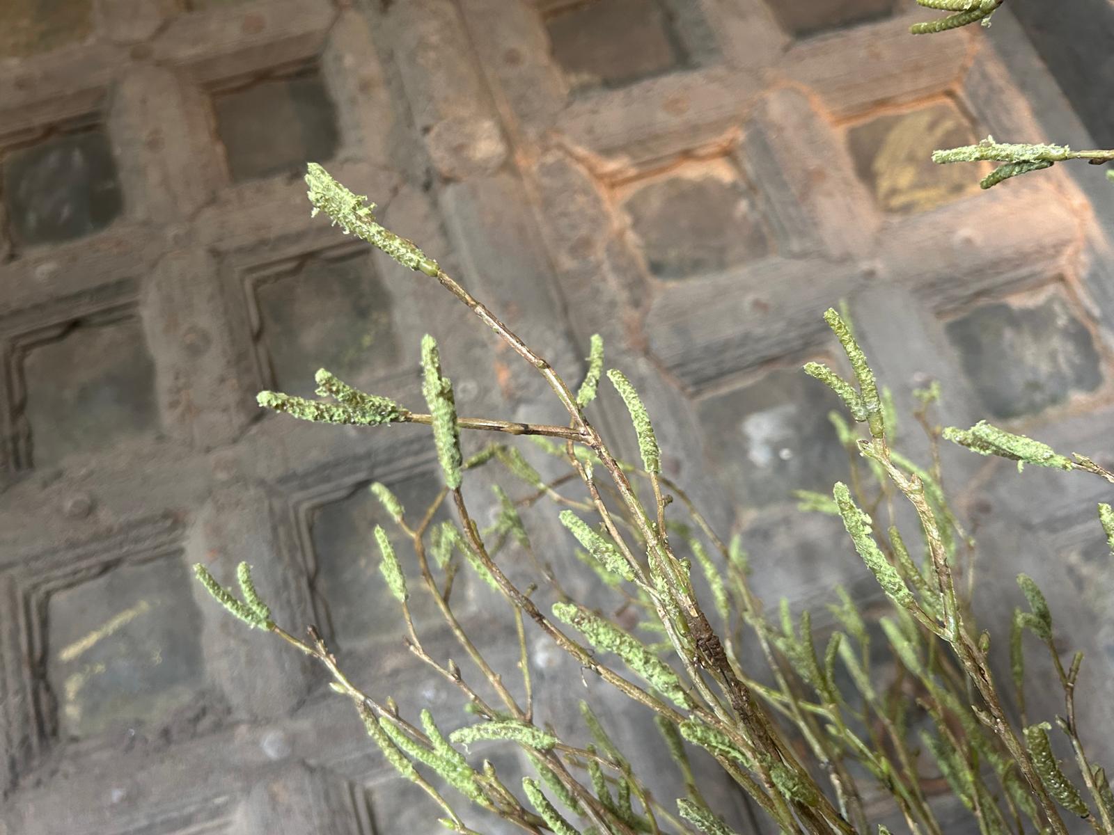 Sylxz Betula Fructus 100 cm | Erve Smit Landelijke decoratie Sylxz Betula Fructus 100 cm