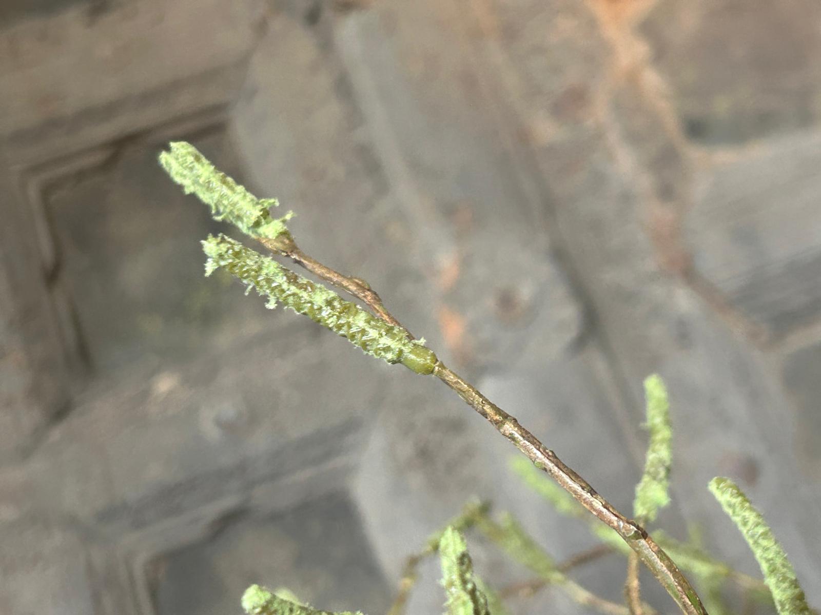 Sylxz Betula Fructus 100 cm | Erve Smit Landelijke decoratie Sylxz Betula Fructus 100 cm