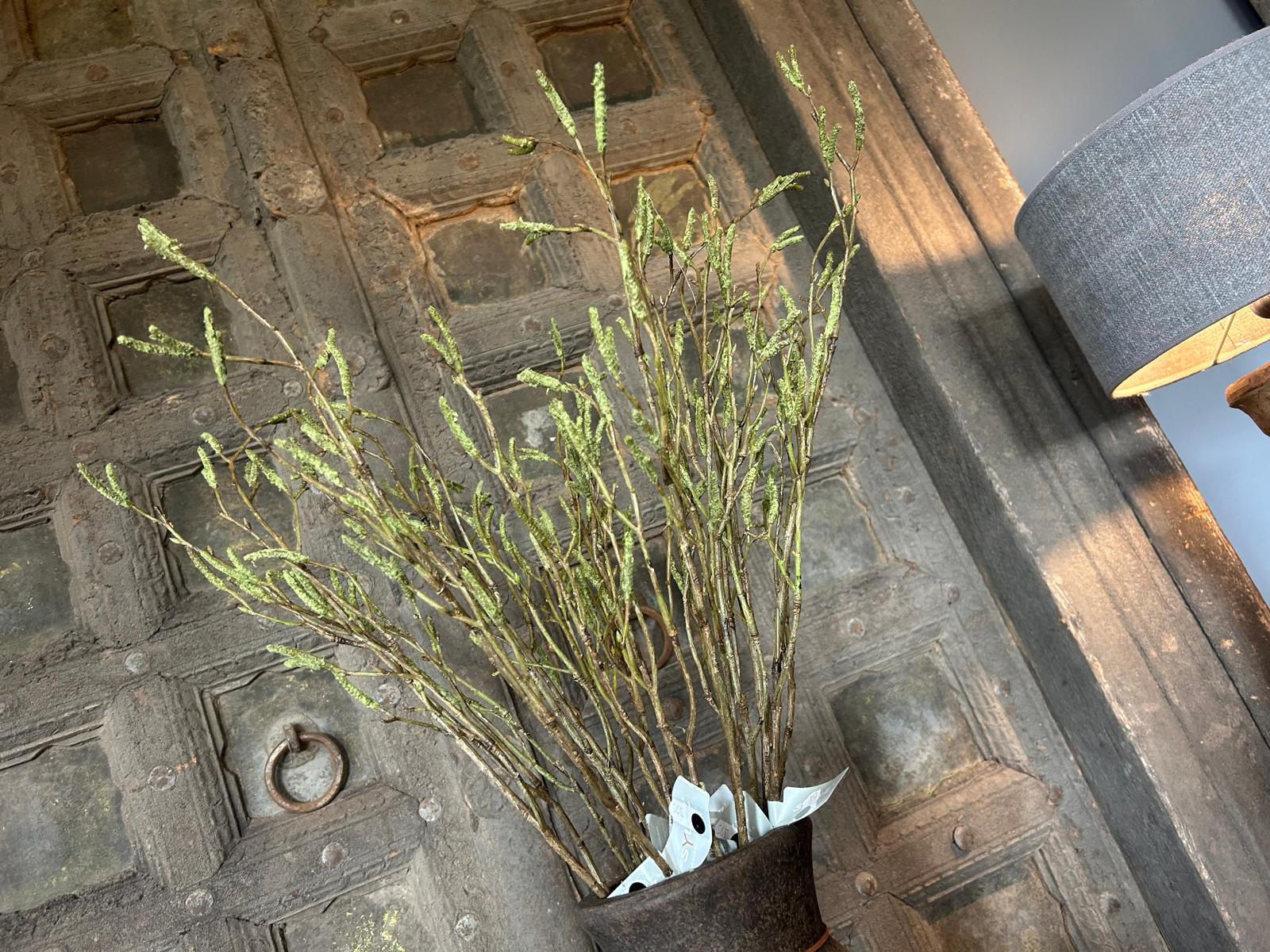 Sylxz Betula Fructus 100 cm | Erve Smit Landelijke decoratie Sylxz Betula Fructus 100 cm