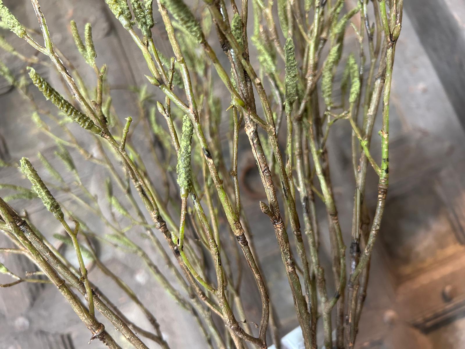 Sylxz Betula Fructus 100 cm | Erve Smit Landelijke decoratie Sylxz Betula Fructus 100 cm