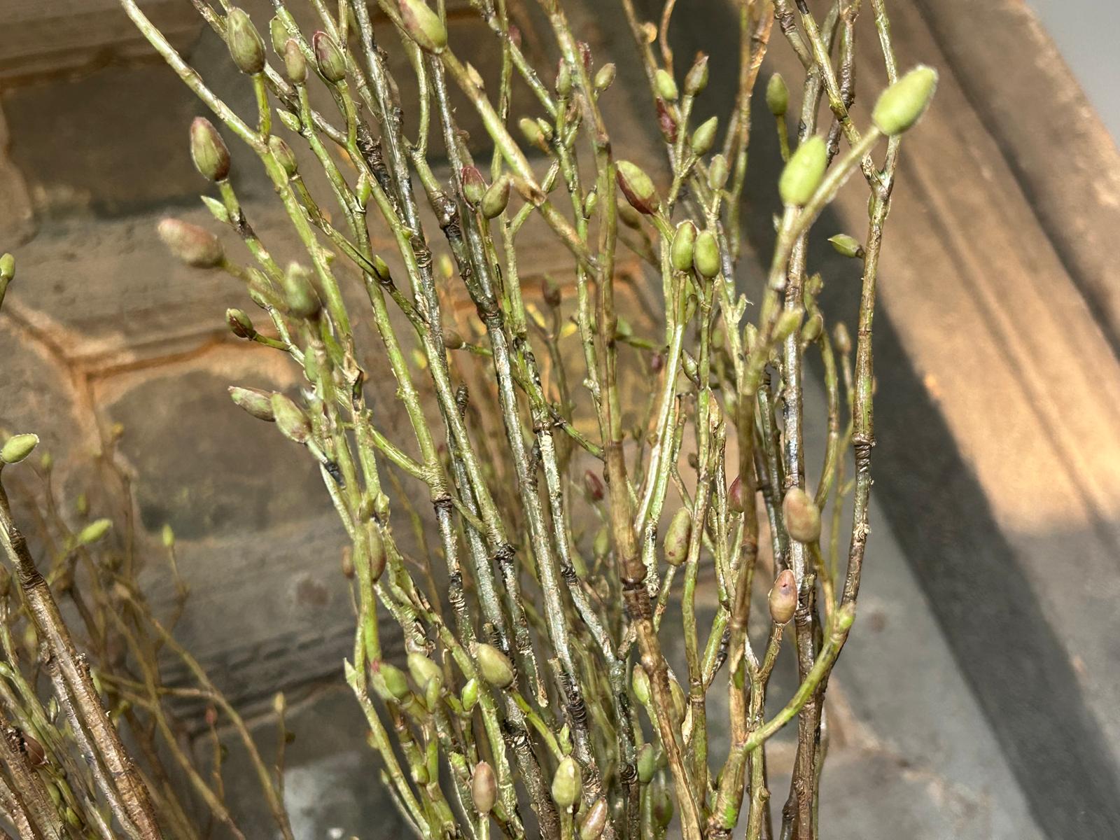 Sylxz Spring Buds Green 100 cm | Erve Smit Landelijke decoratie Sylxz Spring Buds Green 100 cm