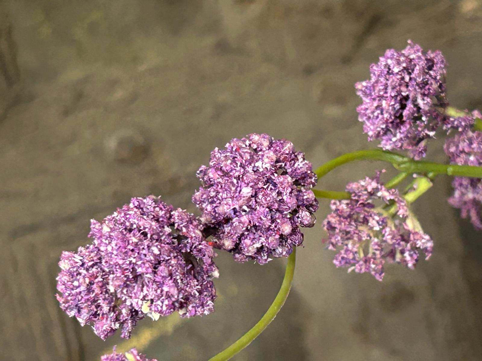 Sylxz Spring Flower Spray Ball Purple 110 cm | Erve Smit Landelijke decoratie Sylxz Spring Flower Spray Ball Purple 110 cm