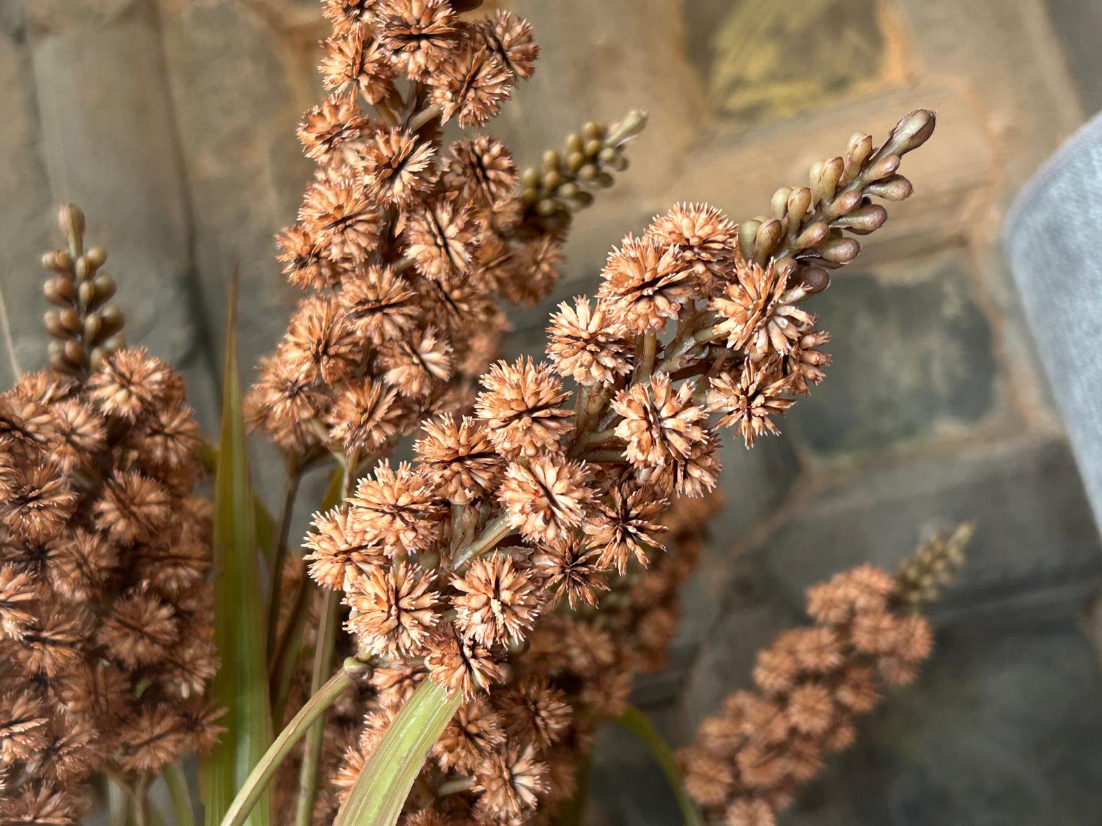 Sylxz Grass Flower Spring Sober Bruin 76 cm | Erve Smit Landelijke decoratie Sylxz Grass Flower Spring Sober Bruin 76 cm - Afbeelding 4