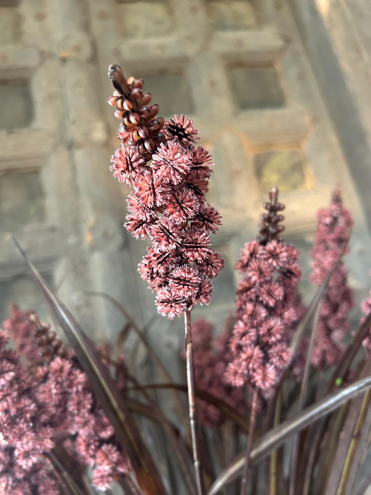 Sylxz Grass Flower Spring Sober Roodbruin 76 cm | Erve Smit Landelijke decoratie Sylxz Grass Flower Spring Sober Roodbruin 76 cm - Afbeelding 8