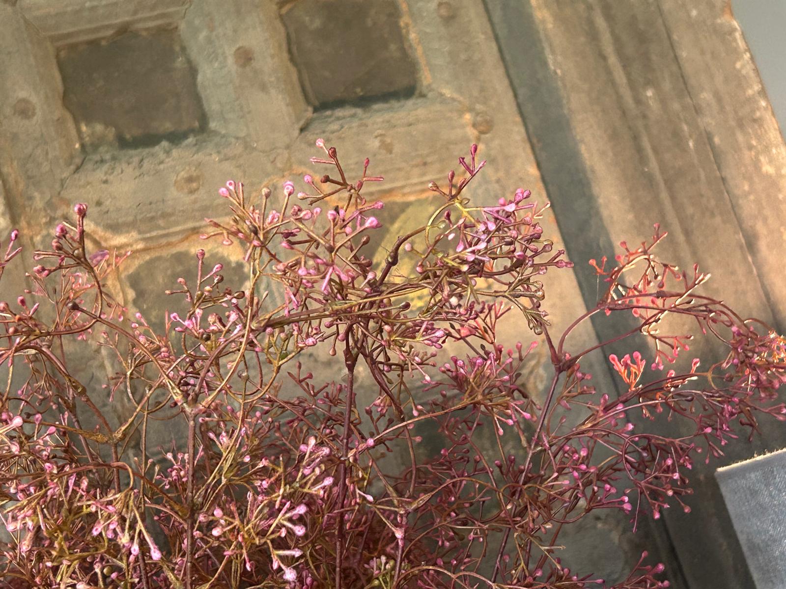 Slyxz Waxflower Buds Paars 92 cm | Erve Smit Landelijke decoratie Slyxz Waxflower Buds Paars 92 cm