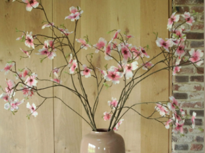 Sylxz Cornus Excellent Grande Pink 110 cm