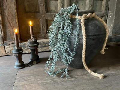 Senecioranke Geeist 1/Poly