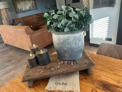 Sylxz Bush Saintpaulia Dark Green 35 cm